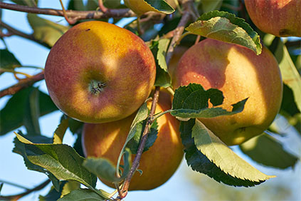 Bild mit Äpel am Baum