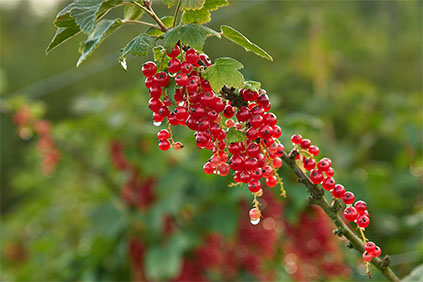 Bild mit roten Beeren an Sträuchern