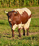 Bild Urlaub auf den Bauernhof, Kinder füttern die Hoftiere