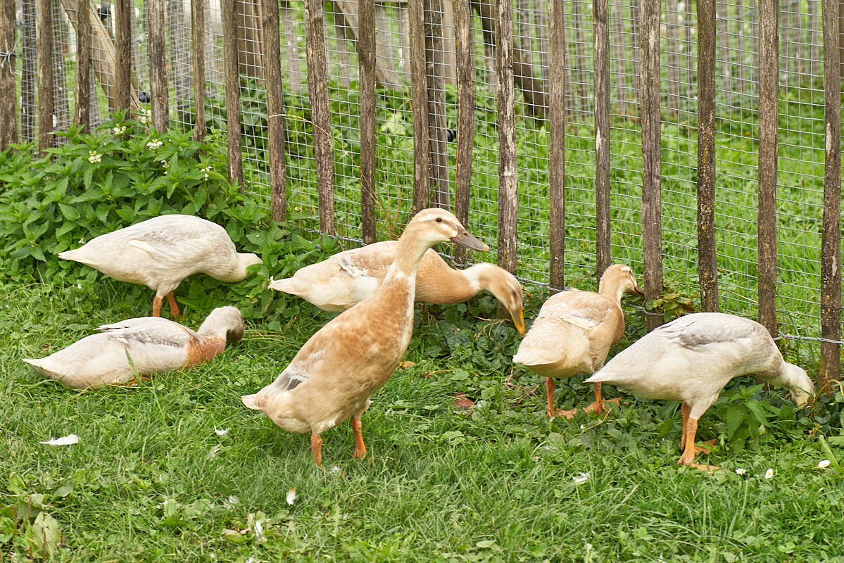 Bild mit Gänsen die auf einer grünen Wiese laufen